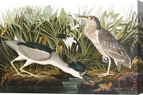 John James Audubon Night Heron, Or Qua Bird Stretched Canvas Print / Canvas Art