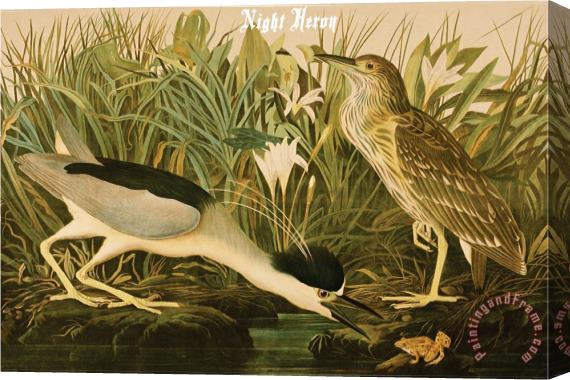 John James Audubon Night Heron Stretched Canvas Print / Canvas Art