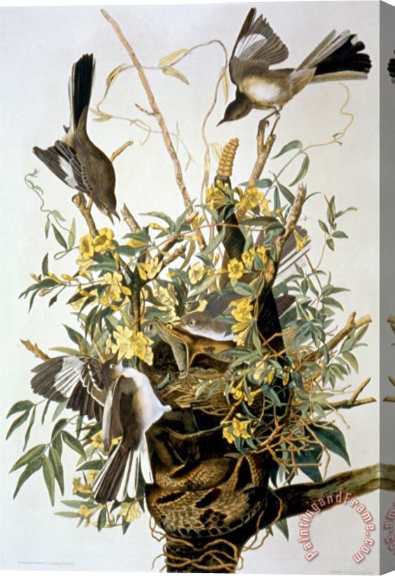 John James Audubon Northern Mockingbird Stretched Canvas Painting / Canvas Art