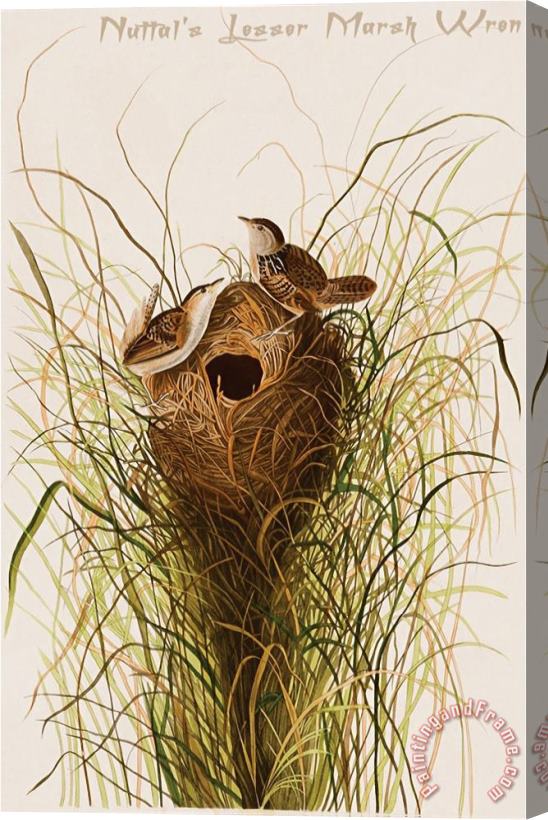 John James Audubon Nuttal S Lesser Marsh Wren Stretched Canvas Print / Canvas Art