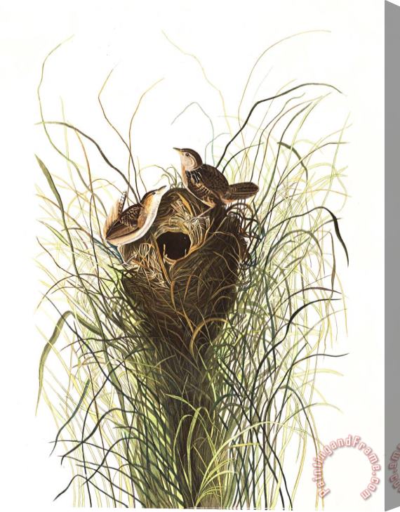 John James Audubon Nuttall's Lesser Marsh Wren Stretched Canvas Painting / Canvas Art