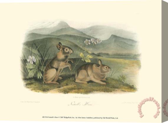 John James Audubon Nuttall S Hare Stretched Canvas Print / Canvas Art