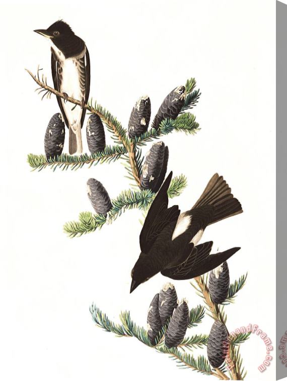 John James Audubon Olive Sided Flycatcher Stretched Canvas Painting / Canvas Art