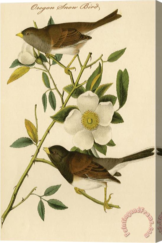 John James Audubon Oregon Snow Bird Stretched Canvas Painting / Canvas Art