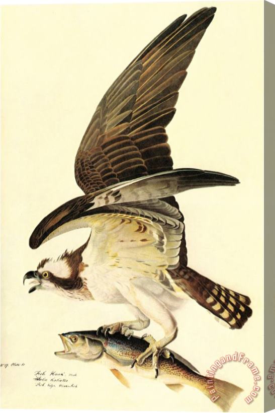 John James Audubon Osprey Stretched Canvas Painting / Canvas Art