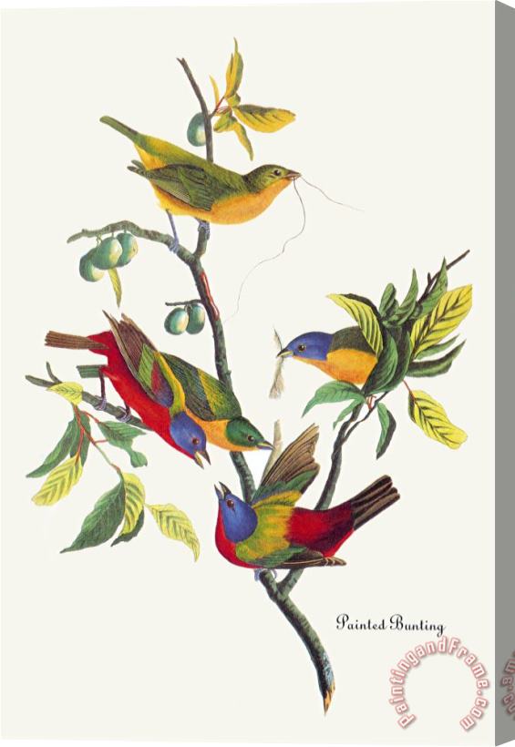 John James Audubon Painted Bunting Stretched Canvas Painting / Canvas Art