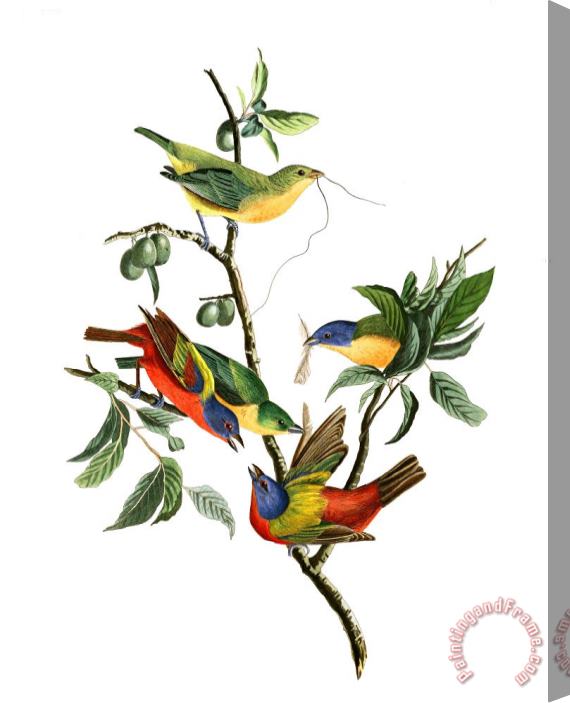 John James Audubon Painted Finch Stretched Canvas Painting / Canvas Art
