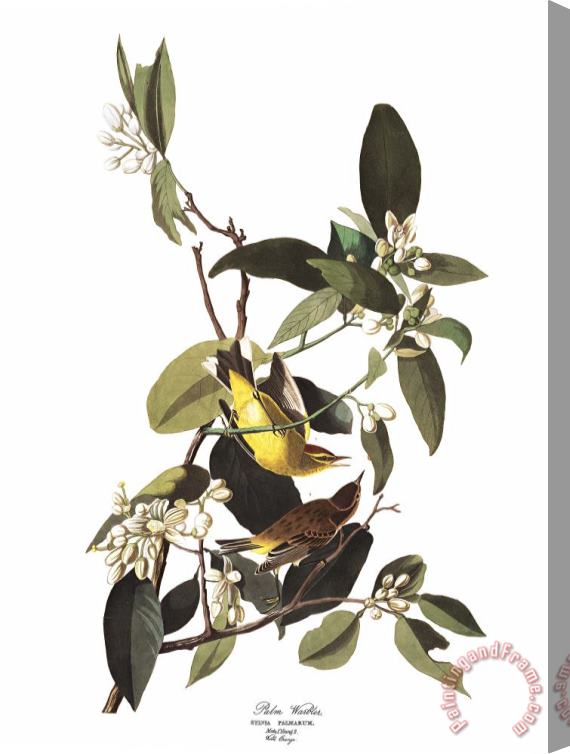 John James Audubon Palm Warbler Stretched Canvas Painting / Canvas Art