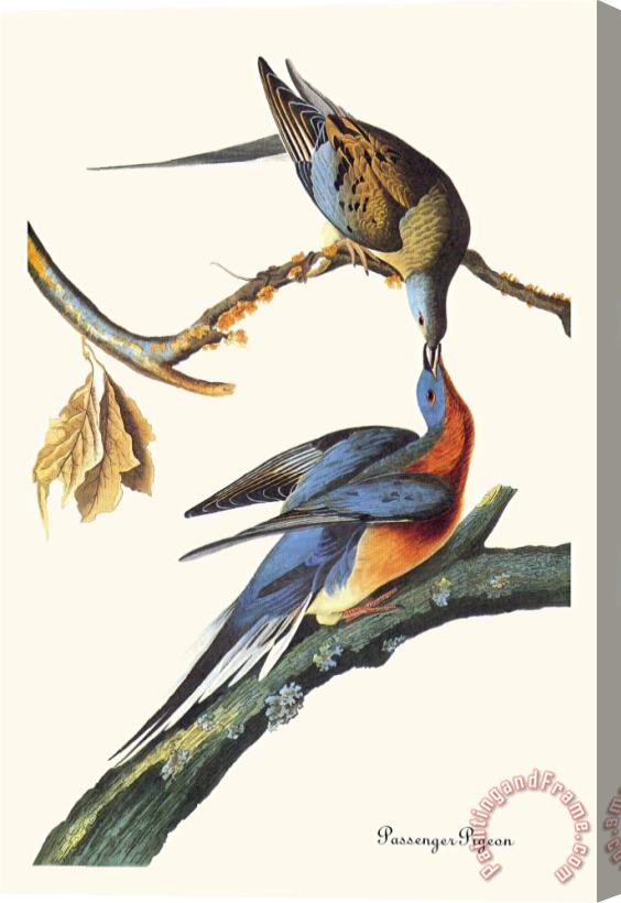 John James Audubon Passenger Pigeon Stretched Canvas Print / Canvas Art