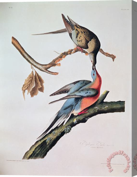 John James Audubon Passenger Pigeon Stretched Canvas Print / Canvas Art