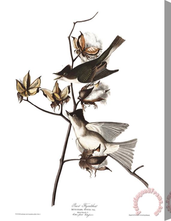 John James Audubon Pewit Flycatcher Stretched Canvas Print / Canvas Art