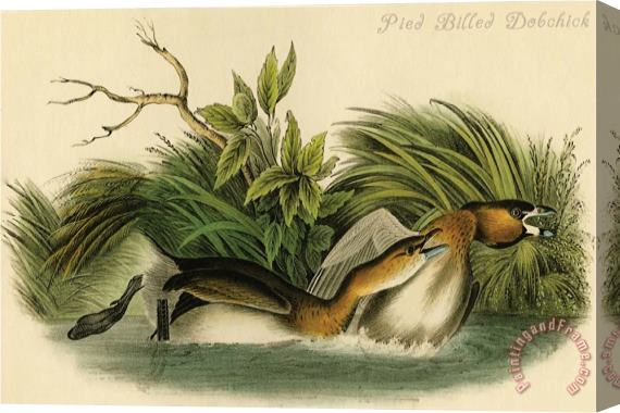 John James Audubon Pied Billed Dobchick Stretched Canvas Print / Canvas Art
