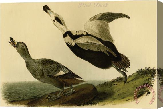 John James Audubon Pied Duck Stretched Canvas Painting / Canvas Art