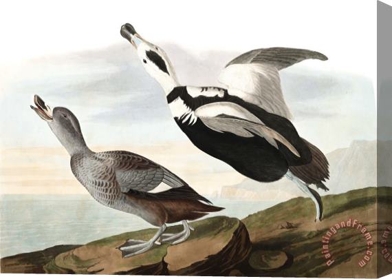 John James Audubon Pied Duck Stretched Canvas Painting / Canvas Art