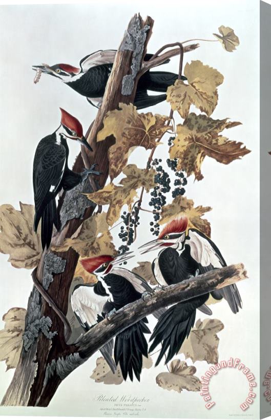 John James Audubon Pileated Woodpeckers Stretched Canvas Painting / Canvas Art