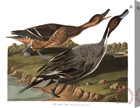 John James Audubon Pin Tailed Duck Stretched Canvas Print / Canvas Art