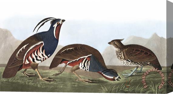 John James Audubon Plumed Partridge, Or Thick Legged Partridge Stretched Canvas Print / Canvas Art
