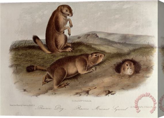 John James Audubon Prairie Dog From Quadrupeds of North America 1842 5 Stretched Canvas Print / Canvas Art