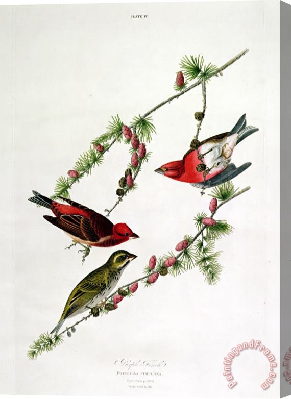 John James Audubon Purple Finch Stretched Canvas Painting / Canvas Art