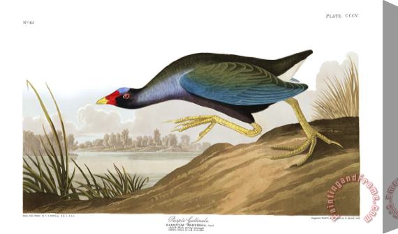 John James Audubon Purple Gallinule Stretched Canvas Print / Canvas Art