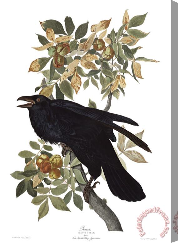 John James Audubon Raven Stretched Canvas Painting / Canvas Art