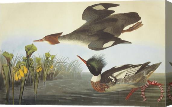 John James Audubon Red Breasted Merganser Stretched Canvas Painting / Canvas Art