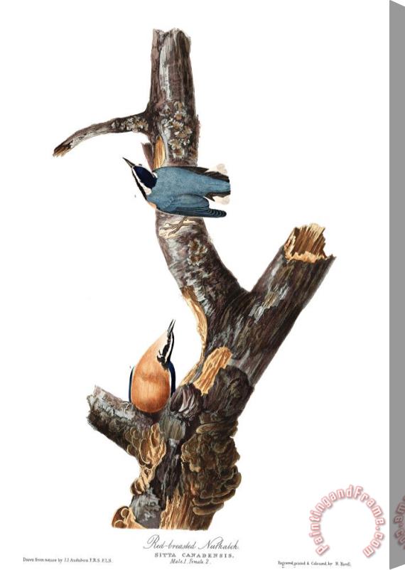 John James Audubon Red Breasted Nuthatch Stretched Canvas Painting / Canvas Art