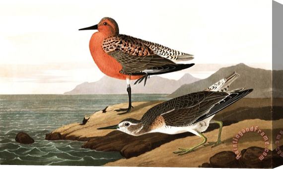 John James Audubon Red Breasted Sandpiper Stretched Canvas Print / Canvas Art