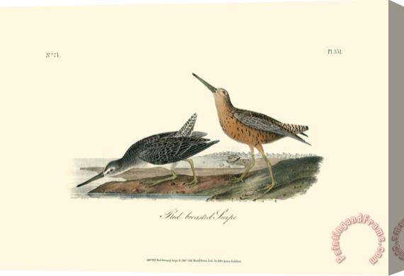 John James Audubon Red Breasted Snipe Stretched Canvas Print / Canvas Art