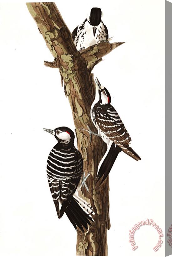 John James Audubon Red Cockaded Woodpecker Stretched Canvas Painting / Canvas Art