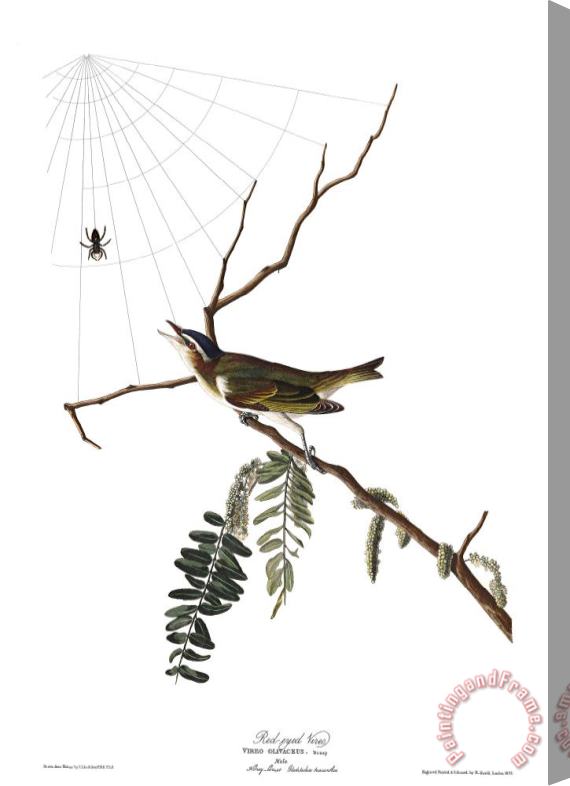 John James Audubon Red Eyed Vireo Stretched Canvas Print / Canvas Art
