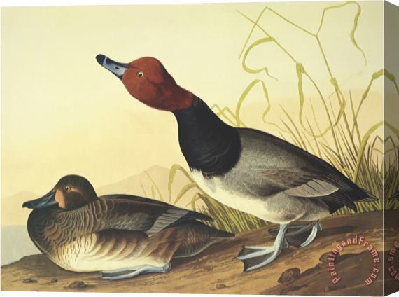 John James Audubon Red Headed Duck Stretched Canvas Painting / Canvas Art