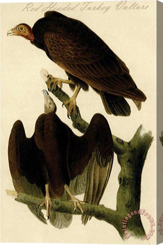 John James Audubon Red Headed Turkey Vulture Stretched Canvas Painting / Canvas Art