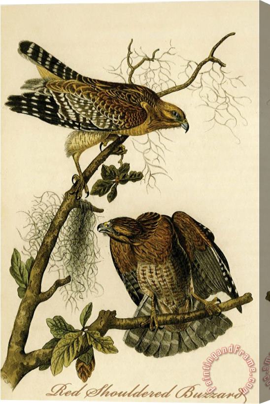 John James Audubon Red Shouldered Buzzard Stretched Canvas Print / Canvas Art