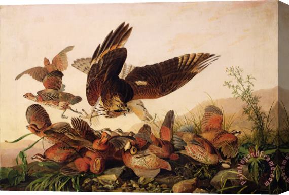 John James Audubon Red Shouldered Hawk Attacking Bobwhite Partridge Stretched Canvas Painting / Canvas Art