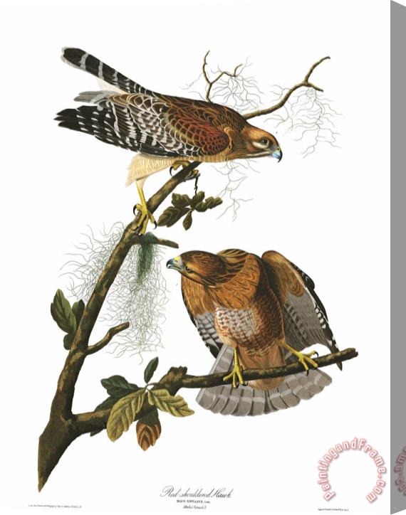 John James Audubon Red Shouldered Hawk Stretched Canvas Print / Canvas Art