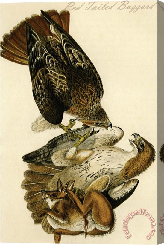 John James Audubon Red Tailed Buzzard Stretched Canvas Print / Canvas Art