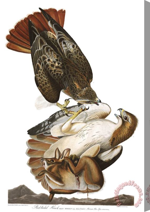 John James Audubon Red Tailed Hawk Stretched Canvas Print / Canvas Art