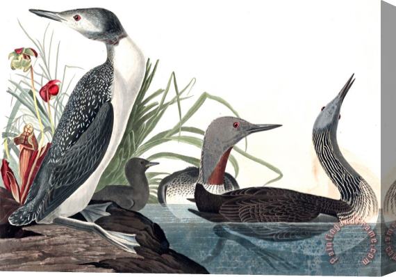 John James Audubon Red Throated Diver Stretched Canvas Painting / Canvas Art