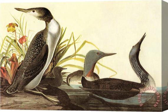 John James Audubon Red Throated Loon Stretched Canvas Painting / Canvas Art