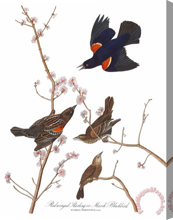 John James Audubon Red Winged Starling, Or Marsh Blackbird Stretched Canvas Painting / Canvas Art