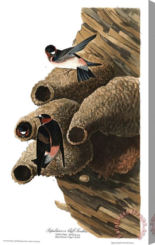 John James Audubon Republican, Or Cliff Swallow Stretched Canvas Painting / Canvas Art