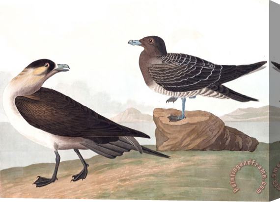 John James Audubon Richardson's Jager Stretched Canvas Print / Canvas Art