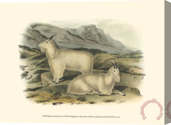 John James Audubon Rocky Mountain Goat Stretched Canvas Painting / Canvas Art