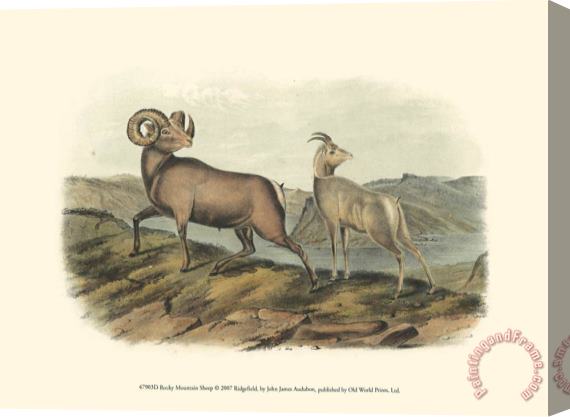 John James Audubon Rocky Mountain Sheep Stretched Canvas Painting / Canvas Art