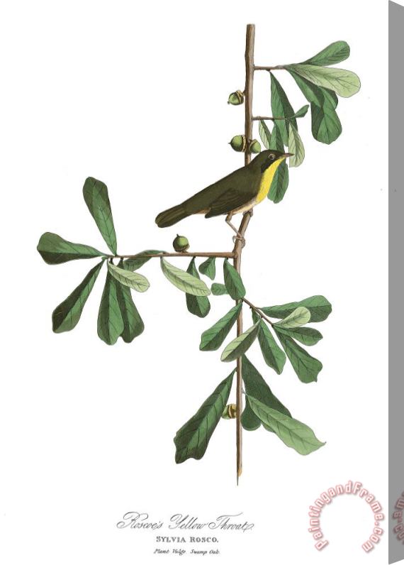 John James Audubon Roscoe's Yellow Throat Stretched Canvas Print / Canvas Art