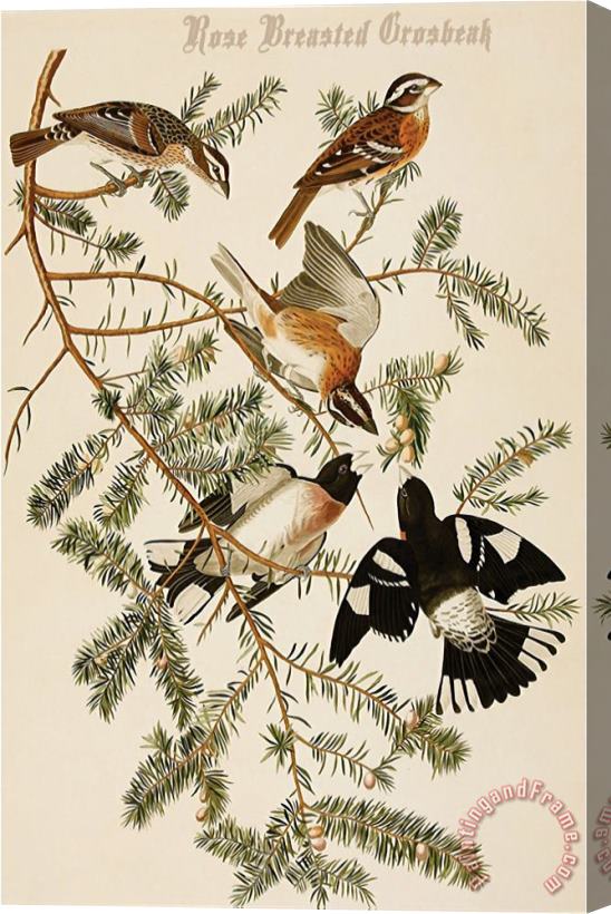 John James Audubon Rose Breasted Grosbeak Stretched Canvas Painting / Canvas Art