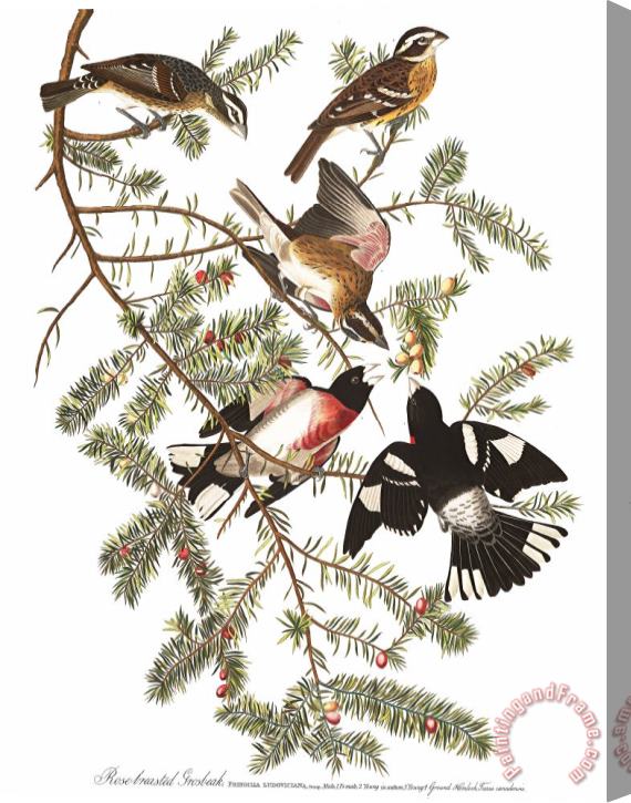 John James Audubon Rose Breasted Grosbeak Stretched Canvas Painting / Canvas Art