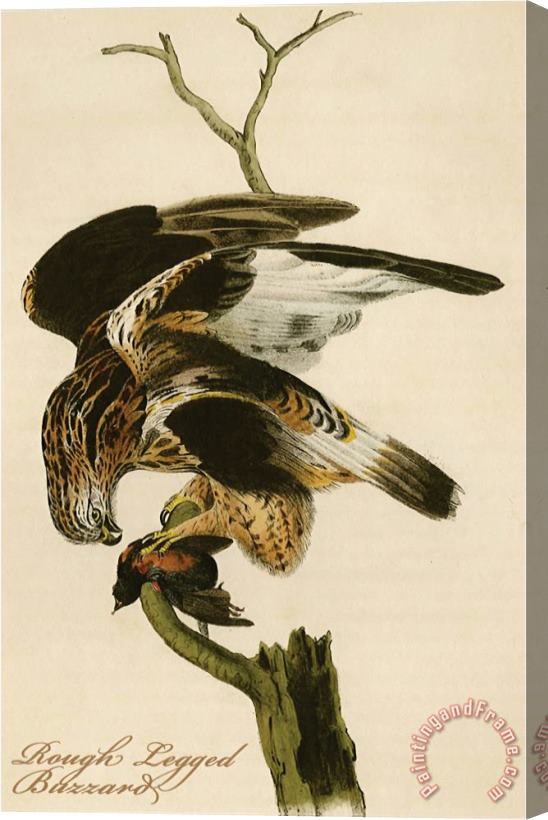 John James Audubon Rough Legged Buzzard Stretched Canvas Painting / Canvas Art