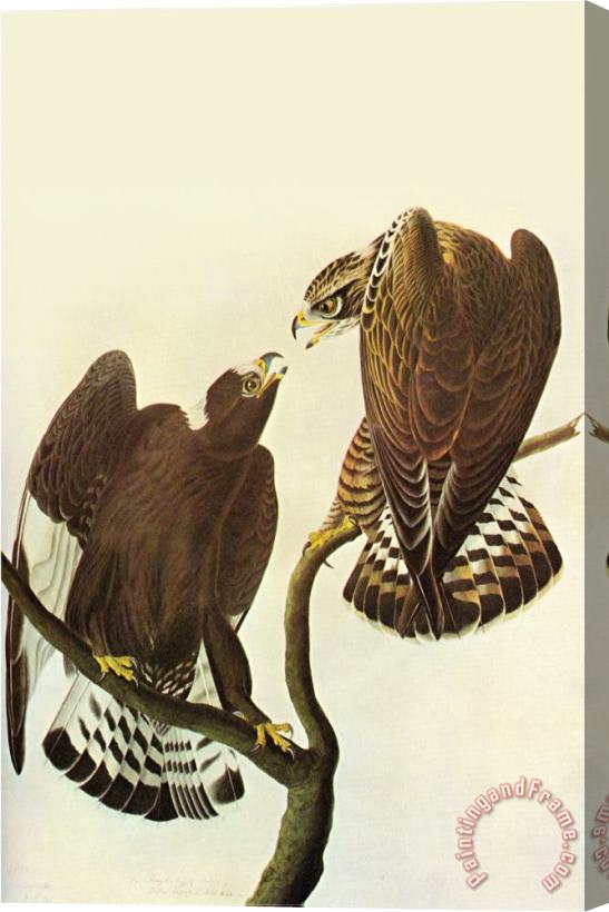 John James Audubon Roughlegged Hawk Stretched Canvas Print / Canvas Art